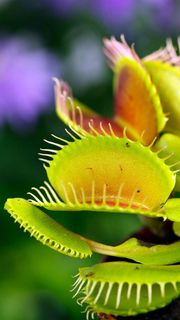 食人花高清摄影图片