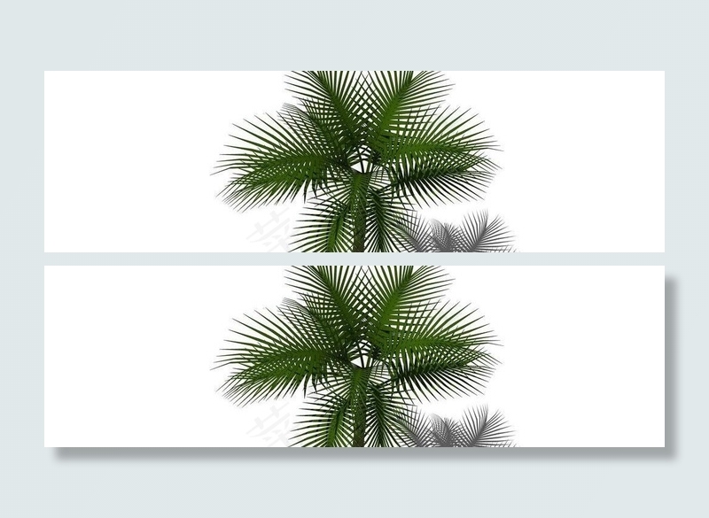 热带景观树图片