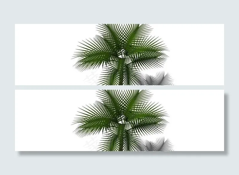 热带景观树图片