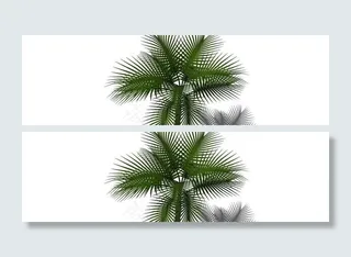 热带景观树图片