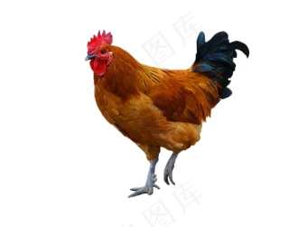 动物公鸡