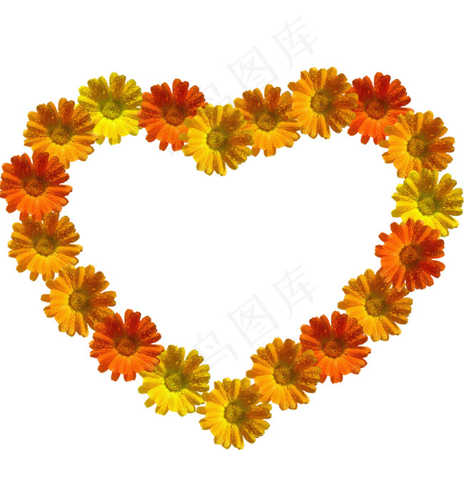 爱心菊花