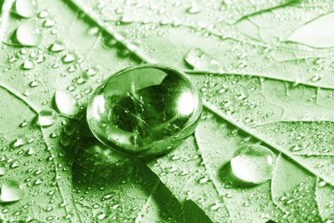 叶子上的水珠