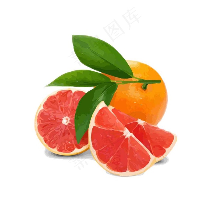 西柚橙子水果素材插画手绘