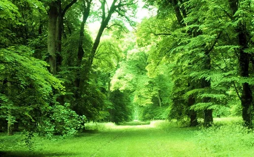 绿树林图片 绿树林图片