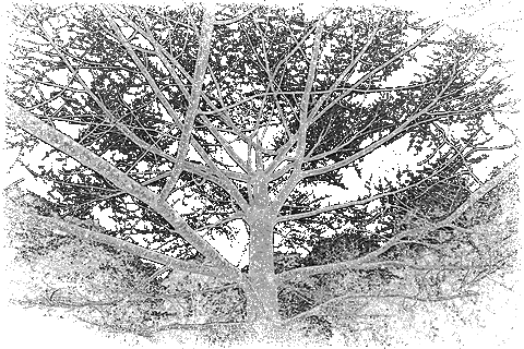 黑白风景gif图片