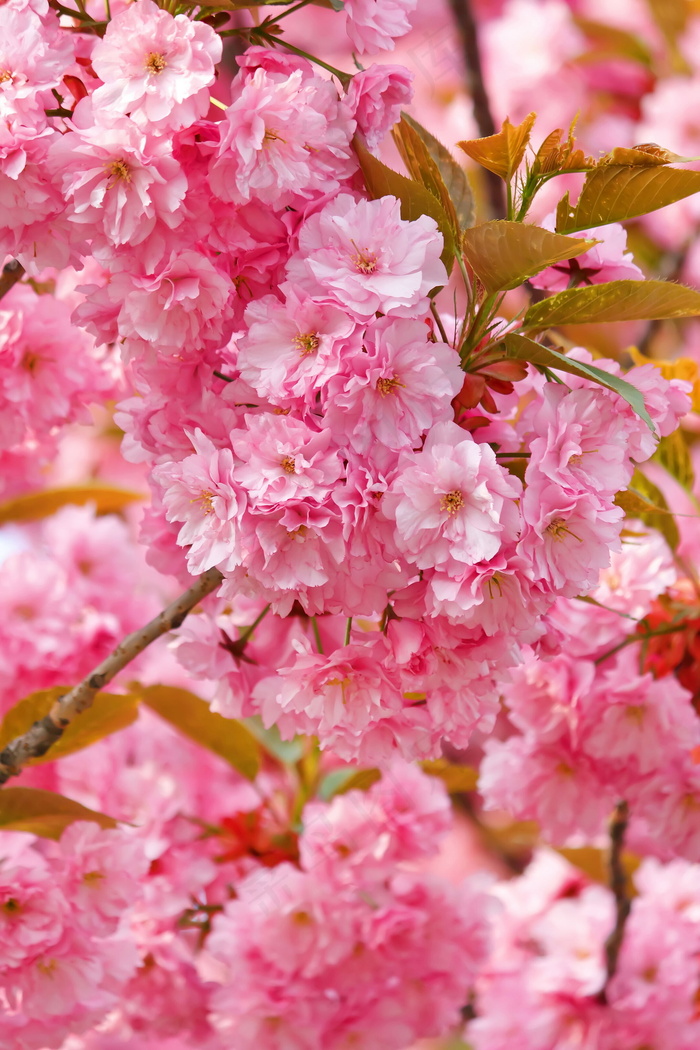 浪漫的樱花图片