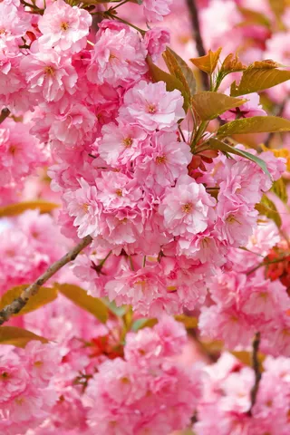 浪漫的樱花图片