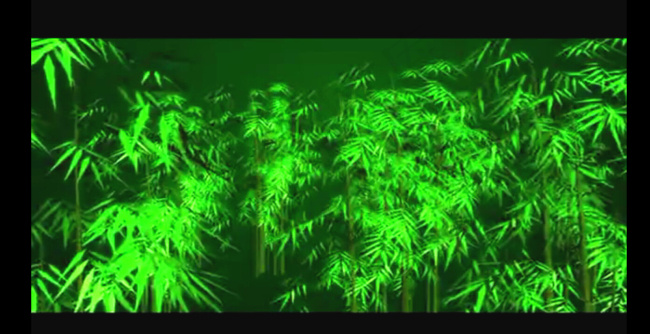 绿色竹林视频素材