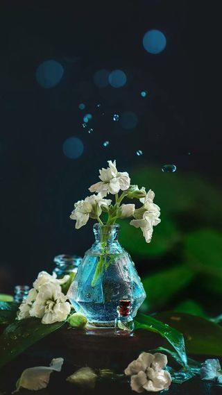 暗色调背景玻璃瓶装着的花朵高清摄影图片