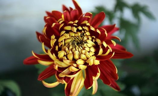 天津水上公园菊花展图片