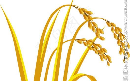 矢量水稻图片