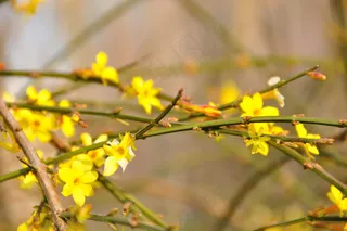 暖暖的春天 美丽的迎春花