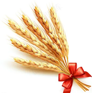 金黄小麦矢量素材图片
