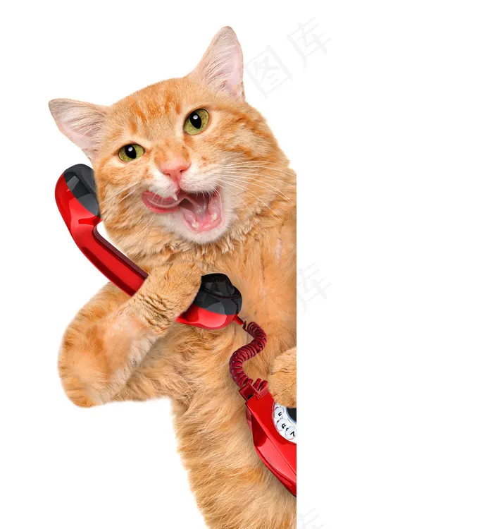 打电话的小猫图片