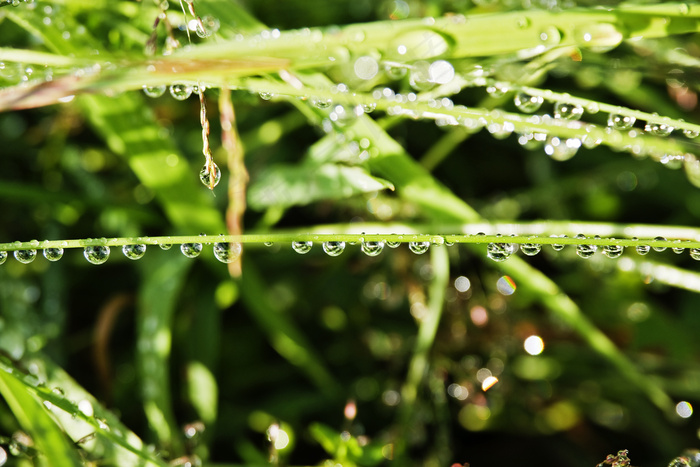 露水对草甸滴