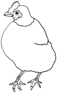 母鸡的轮廓