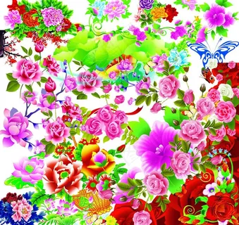 牡丹花图片 牡丹花图片