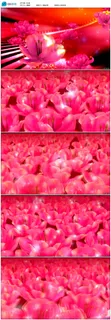大气视觉三维玫红色鲜花花朵粒子