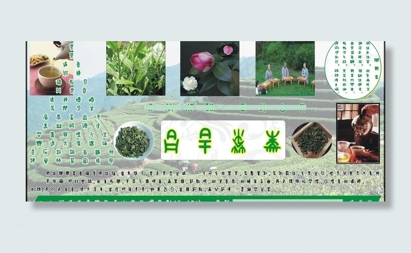 茶叶宣传单图片cdr矢量模版下载