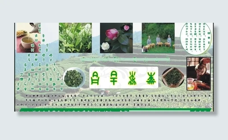 茶叶宣传单图片cdr矢量模版下载