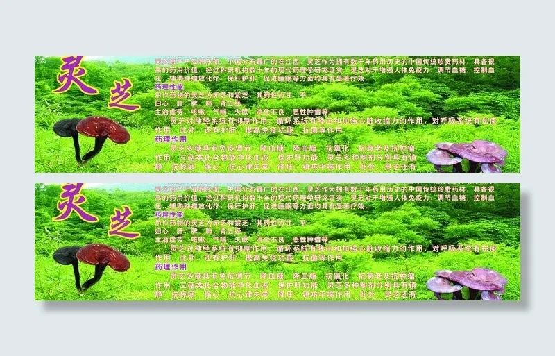 灵芝 仙草 补品图片cdr矢量模版下载