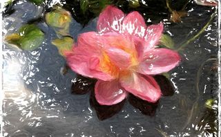 原创荷花鼠绘图片