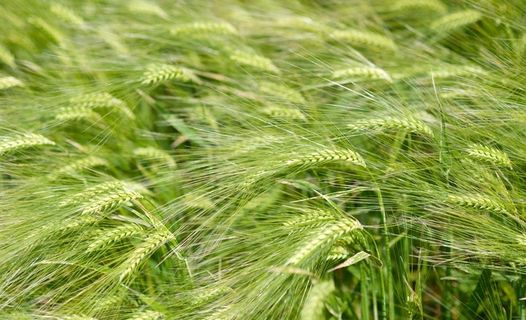 起伏的麦田图片