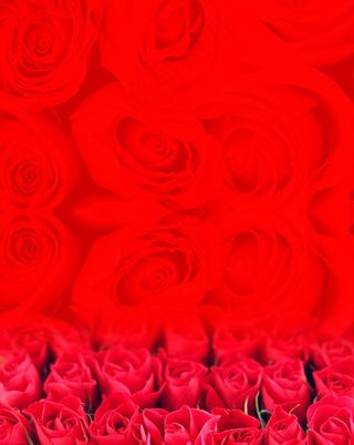 红色玫瑰底纹图片