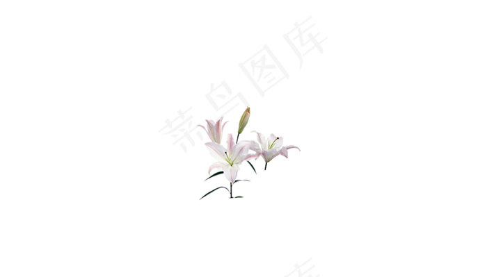 粉色百合花素材psd模版下载