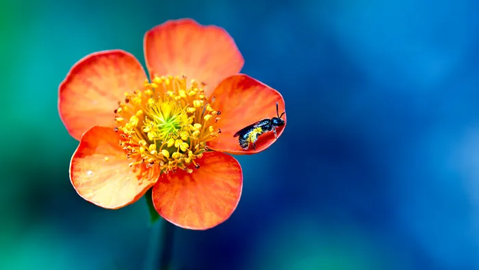 蜜蜂追花