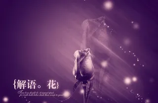 玫瑰绚丽背景图片