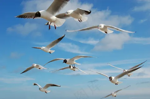 空中的大雁图片