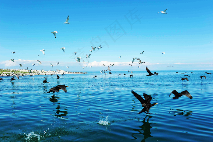 青海湖图片