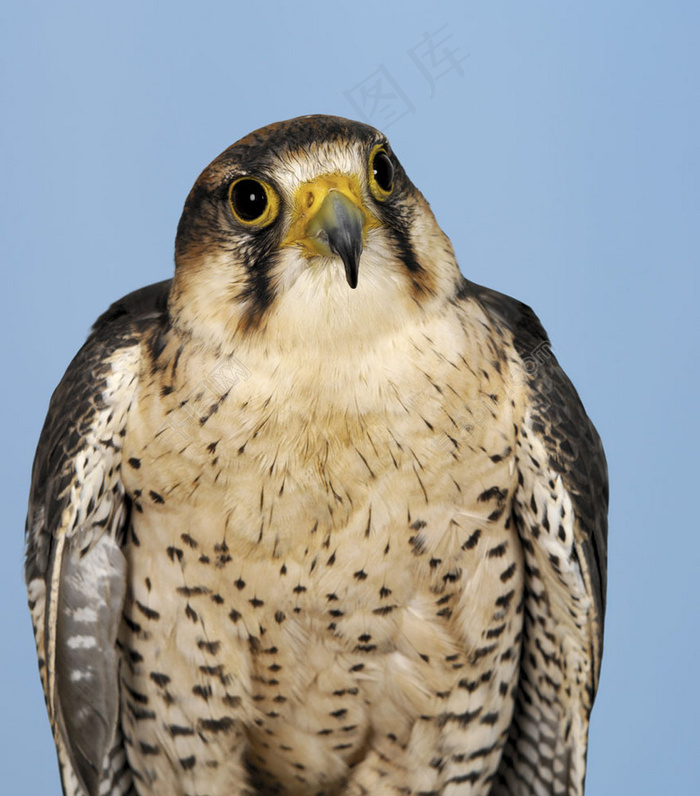老鹰特写摄影图片