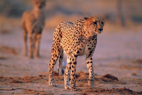 正在行走的豹子