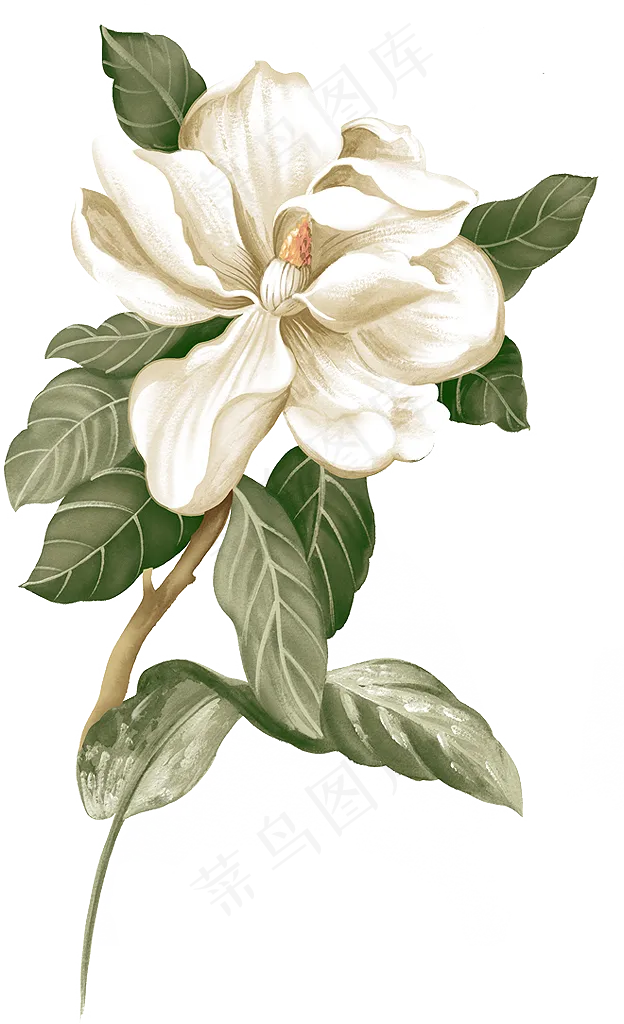 手绘卡通栀子花png图片素材psd模版下载