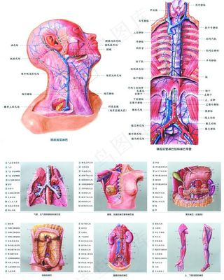 人体解剖图图片