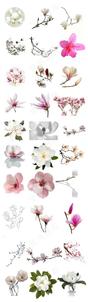 白色粉色多彩花开富贵玉兰花PSD素...