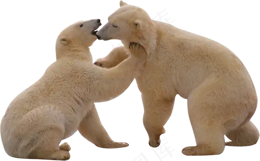 北极熊珍惜动物png透明素材