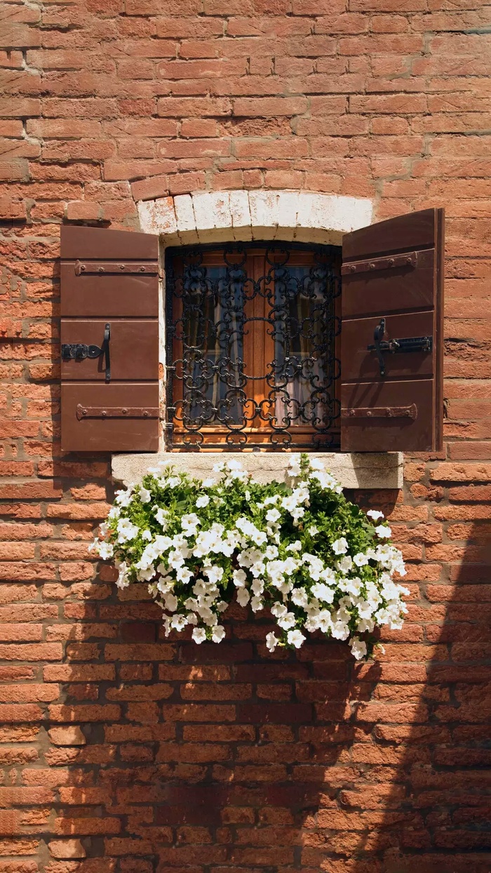 窗户与花高清摄影图片