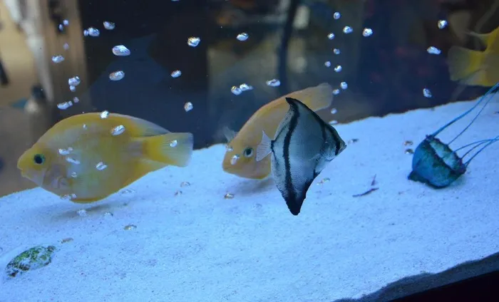 鱼 海底鱼 热带鱼图片