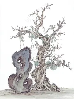 古树磐石 古树磐石