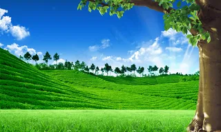 茶韵清香茶园风光