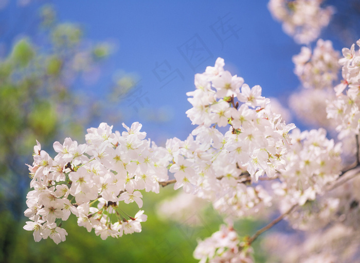 美丽樱花图片