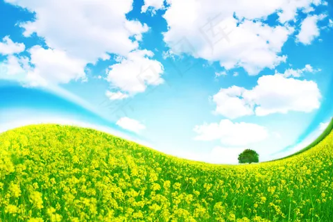 油菜花主题高清图片-1