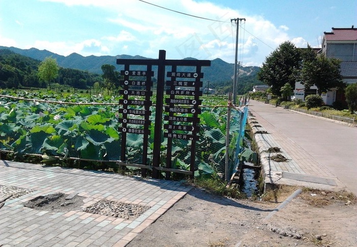 龙游天池荷花图片