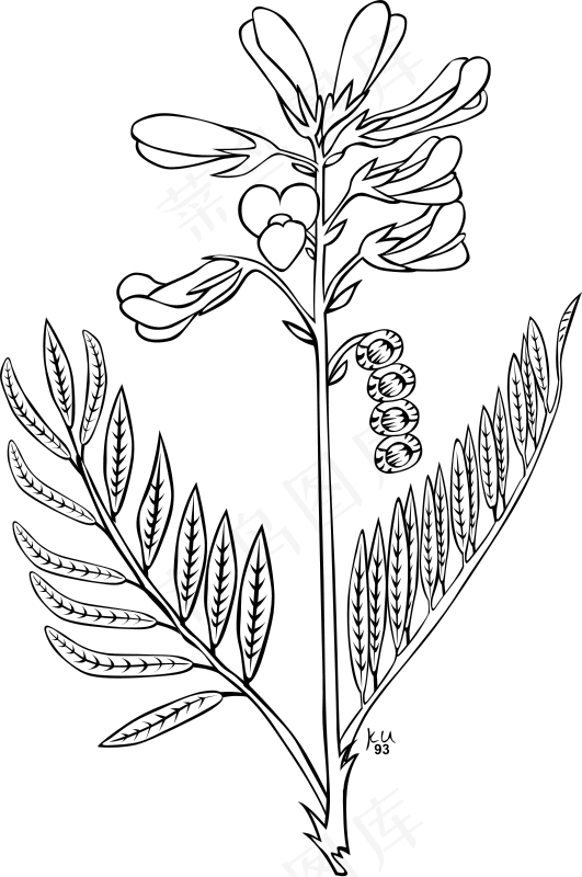 Ku岩黄芪属北方