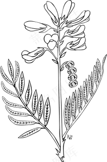 Ku岩黄芪属北方