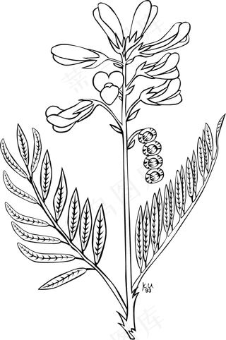 Ku岩黄芪属北方